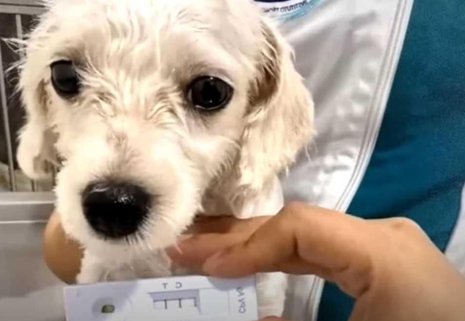From Abandonment to a Loving Home: Lucky’s Incredible Journey