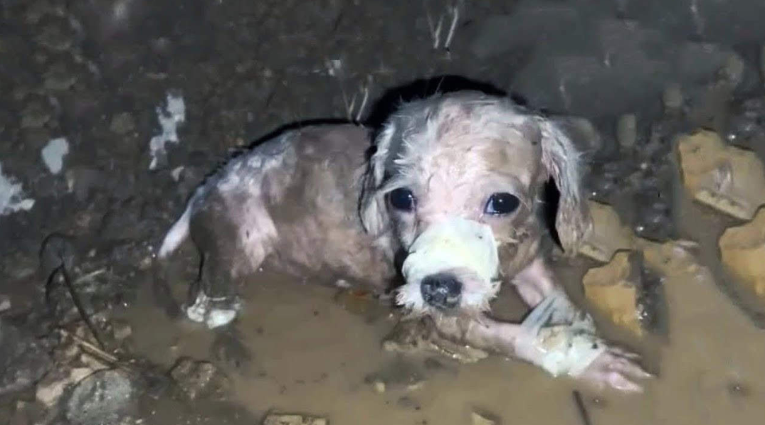 From Abandonment to a Loving Home: Lucky’s Incredible Journey