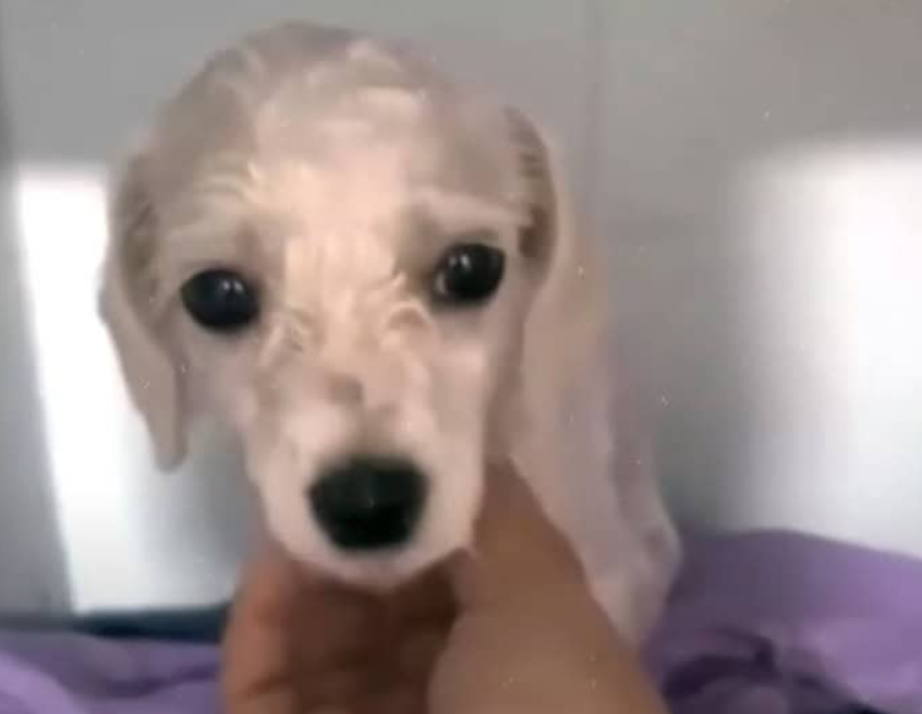 From Abandonment to a Loving Home: Lucky’s Incredible Journey