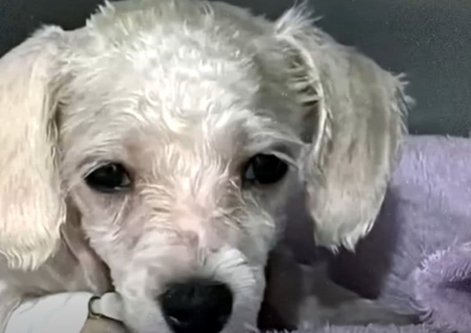 From Abandonment to a Loving Home: Lucky’s Incredible Journey