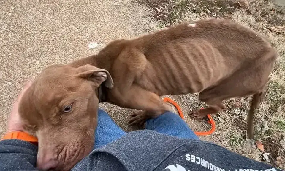 A Skinny Stray Dog Finally Finds the Warmth and Love He Longed For A Skinny Stray Dog Finally Finds the Warmth and Love He Longed For
