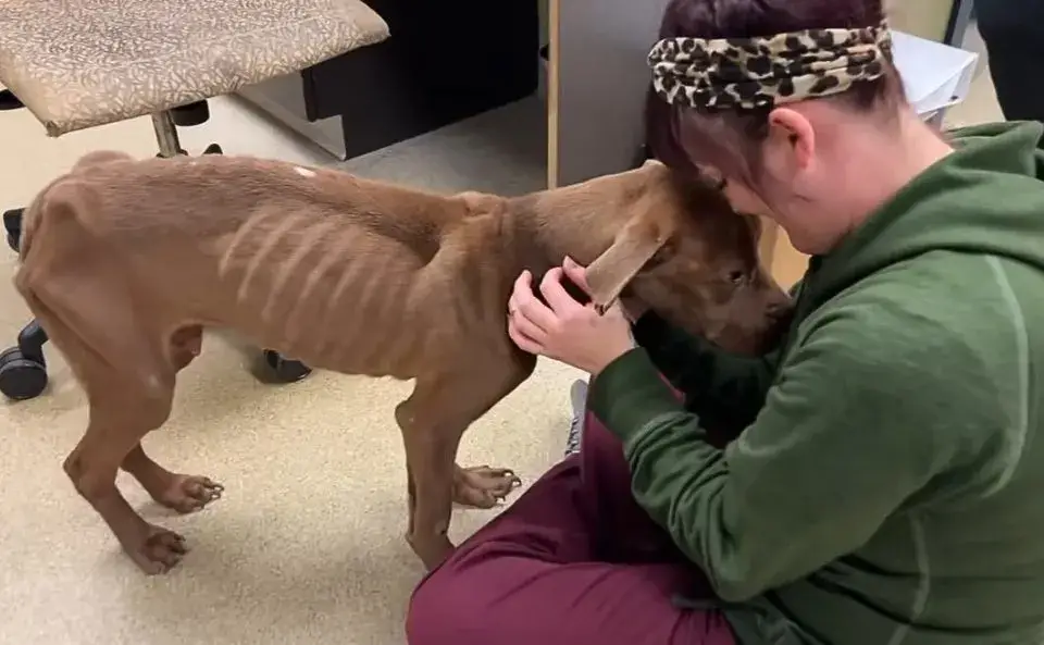 A Skinny Stray Dog Finally Finds the Warmth and Love He Longed For A Skinny Stray Dog Finally Finds the Warmth and Love He Longed For