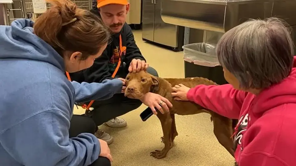 A Skinny Stray Dog Finally Finds the Warmth and Love He Longed For A Skinny Stray Dog Finally Finds the Warmth and Love He Longed For