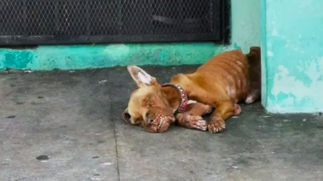 From Stray to Star: Baxter’s Journey of Hope and Healing Inspires a Community