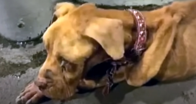 From Stray to Star: Baxter’s Journey of Hope and Healing Inspires a Community