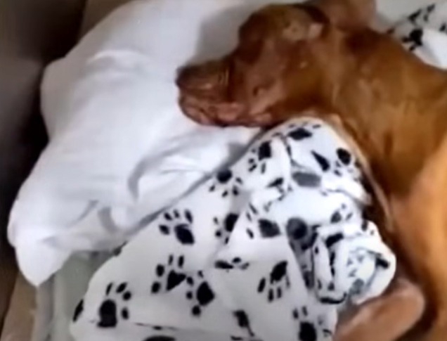 From Stray to Star: Baxter’s Journey of Hope and Healing Inspires a Community