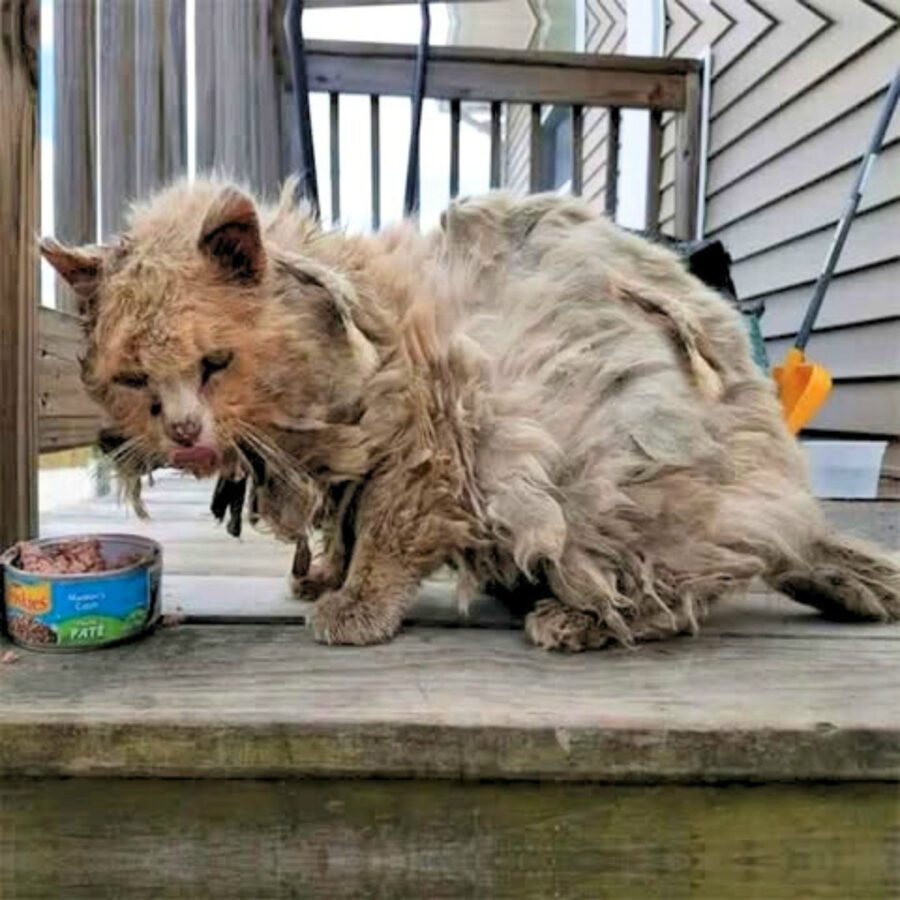 Shaggy Cat Was Rescued From The Streets But Turned Out To Have More Than A Dozen Diseases