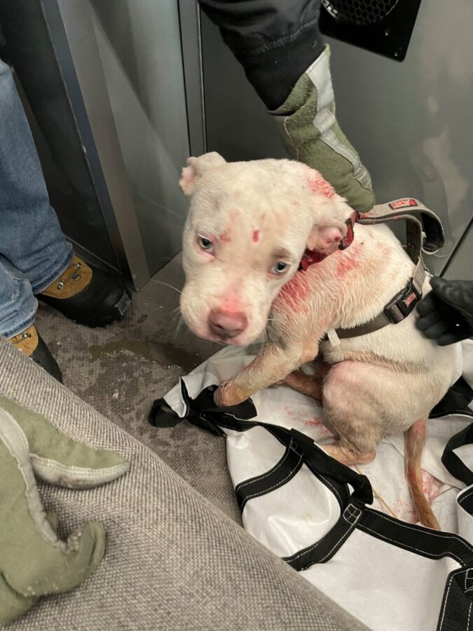 Thrown out like trash: Why Taho’s tragic journey ended in heartbreak Thrown out like trash: Why Taho’s tragic journey ended in heartbreak