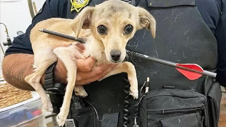 Heroic Rescue Saves Injured Puppy Lucky: A Heartwarming Tale of Survival and New Beginnings Heroic Rescue Saves Injured Puppy Lucky: A Heartwarming Tale of Survival and New Beginnings