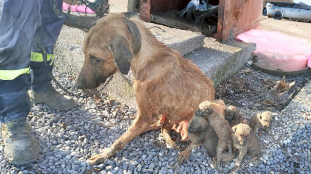 A Mother’s Final Wish: The Dog Who Gave Everything for Her Puppies