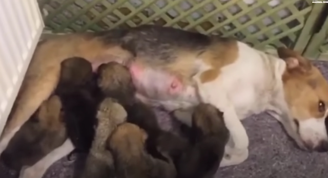 A Mother’s Final Wish: The Dog Who Gave Everything for Her Puppies