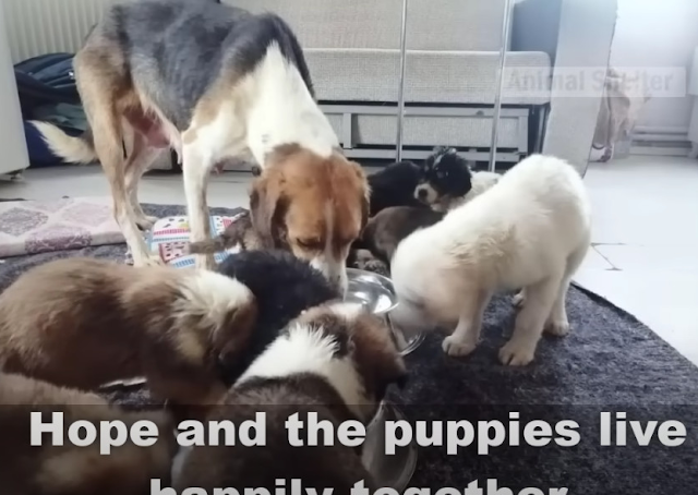 A Mother’s Final Wish: The Dog Who Gave Everything for Her Puppies