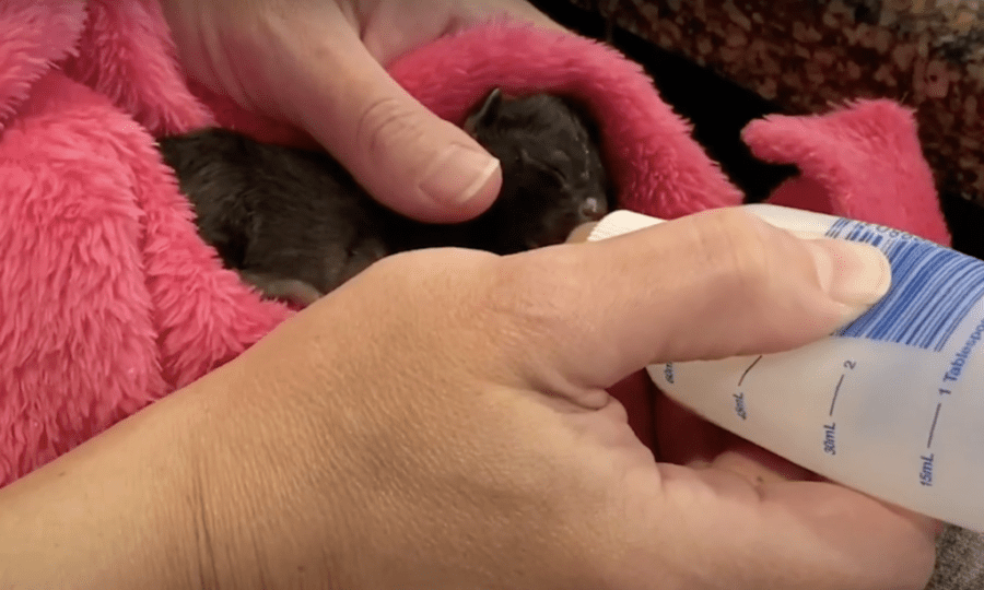 Forgotten Kitten Dumped In The Trash Can Was Rescued By A Stranger Before Vets Revealed A Shocking Prognosis