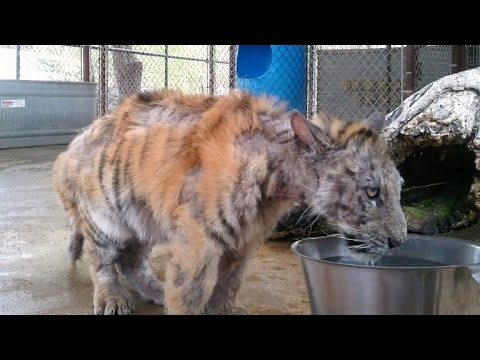 Neglected out of ignorance, tiger is rescued from circus – look at her miraculous transformation Neglected out of ignorance, tiger is rescued from circus – look at her miraculous transformation