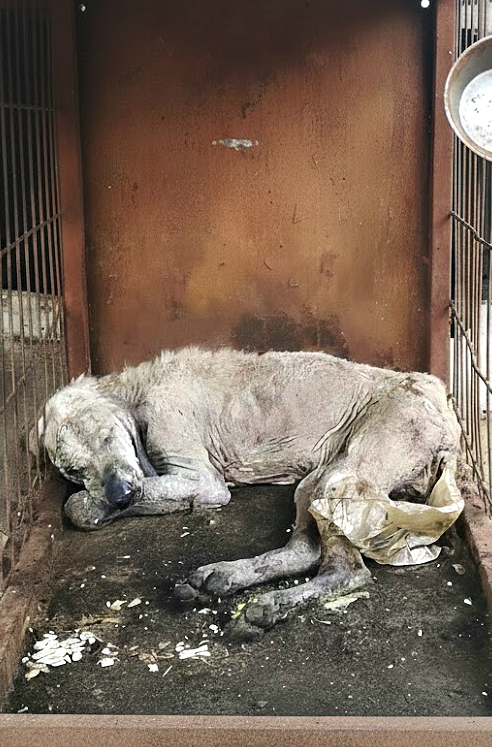 The moving story of an innocent dog trapped in a cold, dirty cage, waiting for a miracle
