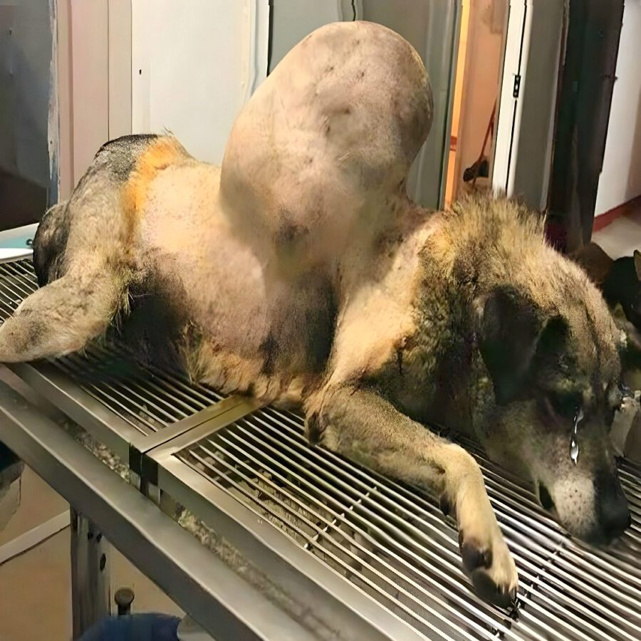 Bunica’s Survival Story: How Compassion and Determination Transformed a Stray Dog’s Life