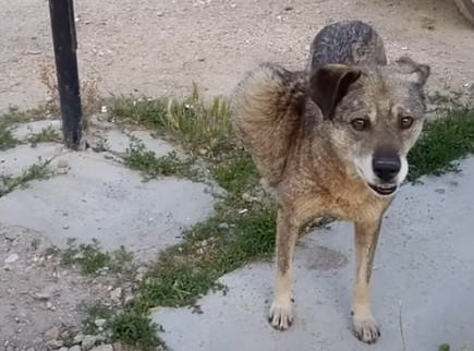 Bunica’s Survival Story: How Compassion and Determination Transformed a Stray Dog’s Life