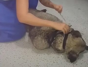 Bunica’s Survival Story: How Compassion and Determination Transformed a Stray Dog’s Life