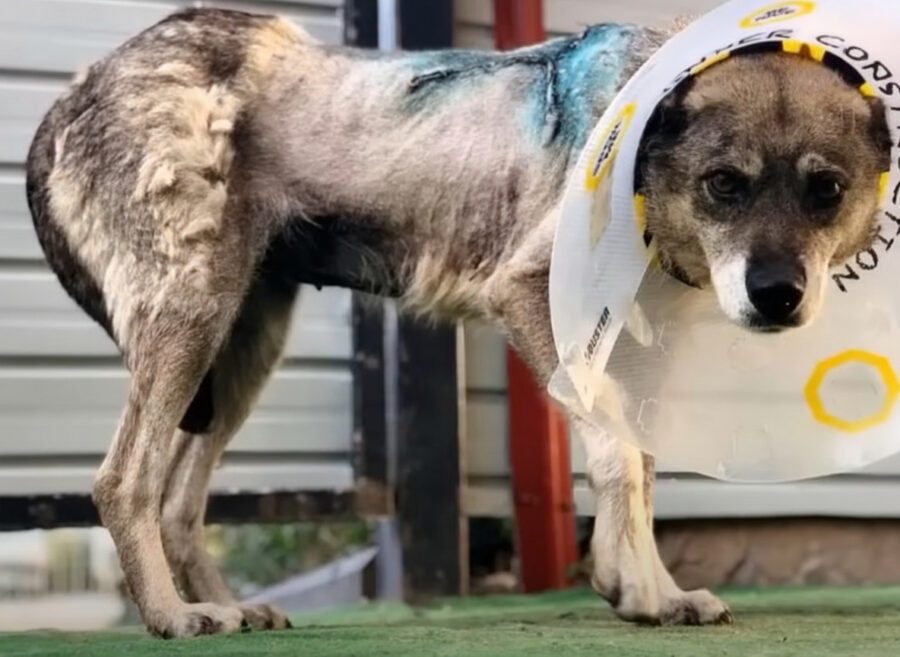 Bunica’s Survival Story: How Compassion and Determination Transformed a Stray Dog’s Life