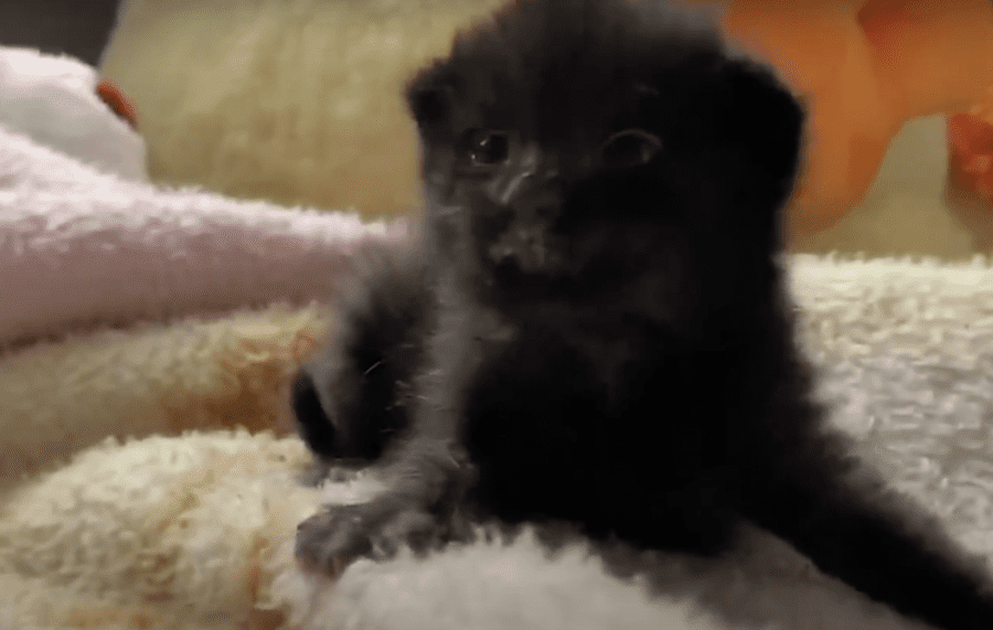 Forgotten Kitten Dumped In The Trash Can Was Rescued By A Stranger Before Vets Revealed A Shocking Prognosis Forgotten Kitten Dumped In The Trash Can Was Rescued By A Stranger Before Vets Revealed A Shocking Prognosis