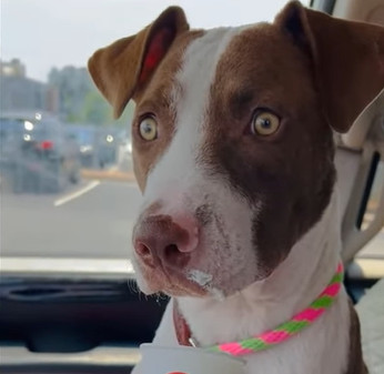 From the Brink of Death to Pure Joy: Starved Dog’s Incredible Comeback From the Brink of Death to Pure Joy: Starved Dog’s Incredible Comeback