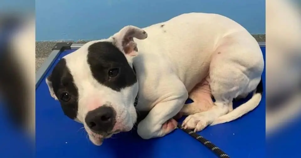 Shaking Shelter Dog Longs for a Forever Home, Waiting for Someone to Love Her Shaking Shelter Dog Longs for a Forever Home, Waiting for Someone to Love Her