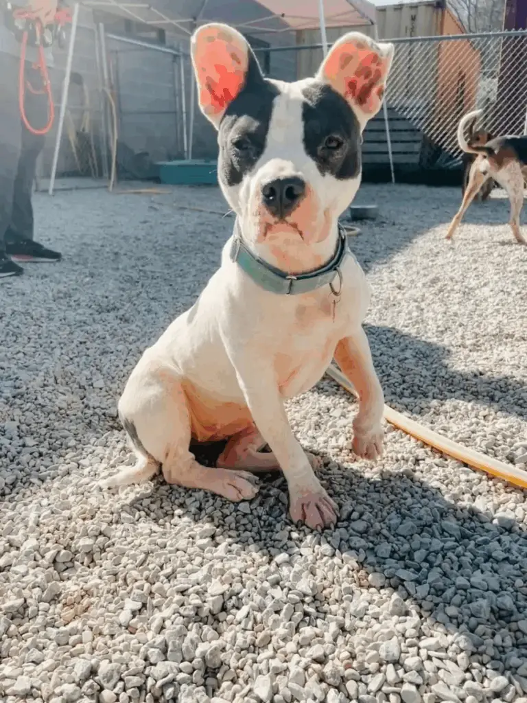 Shaking Shelter Dog Longs for a Forever Home, Waiting for Someone to Love Her Shaking Shelter Dog Longs for a Forever Home, Waiting for Someone to Love Her