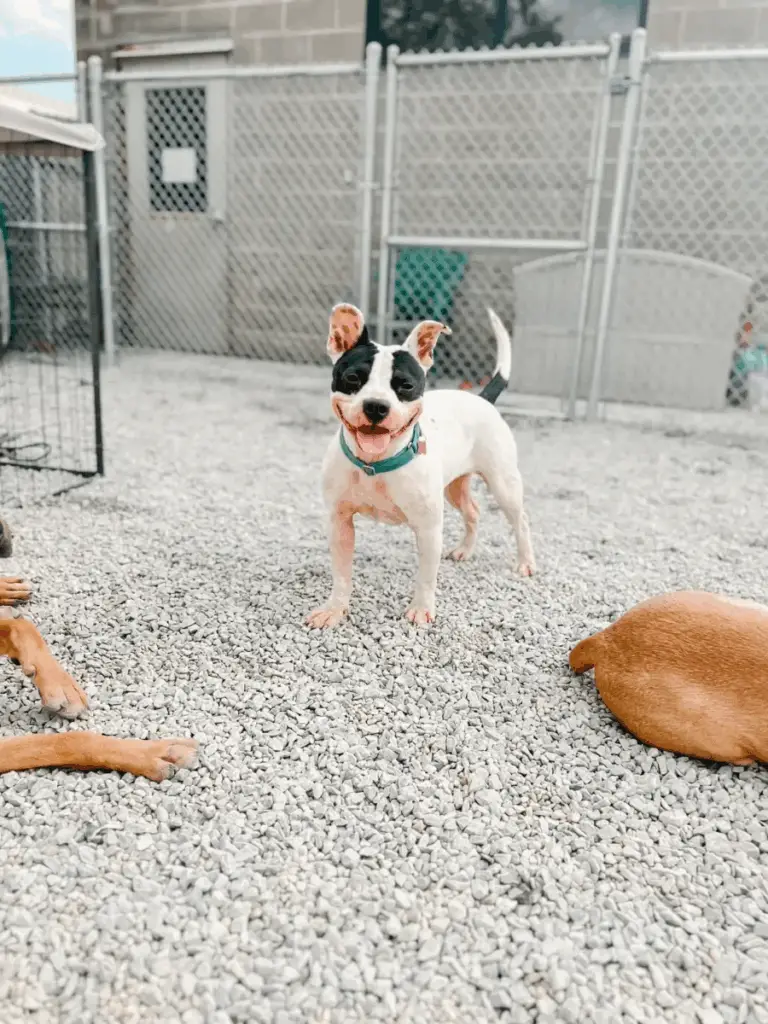 Shaking Shelter Dog Longs for a Forever Home, Waiting for Someone to Love Her Shaking Shelter Dog Longs for a Forever Home, Waiting for Someone to Love Her