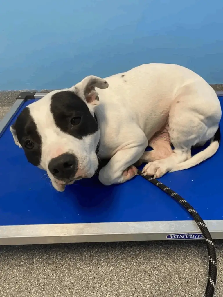 Shaking Shelter Dog Longs for a Forever Home, Waiting for Someone to Love Her Shaking Shelter Dog Longs for a Forever Home, Waiting for Someone to Love Her