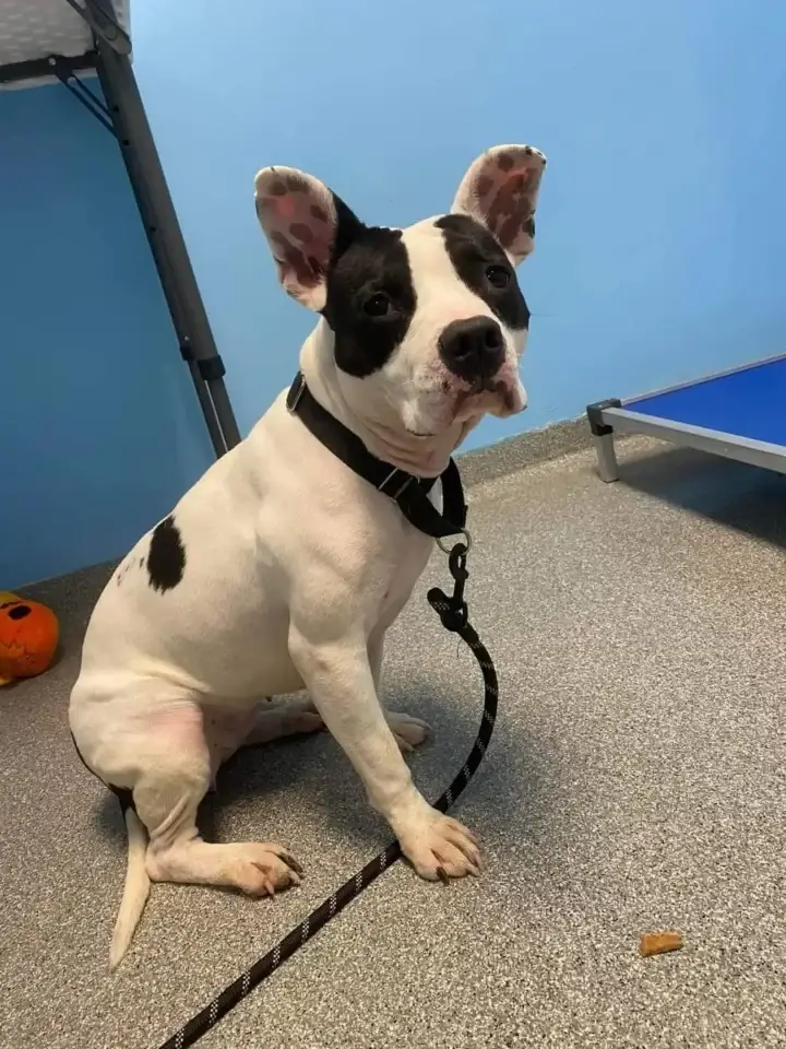 Shaking Shelter Dog Longs for a Forever Home, Waiting for Someone to Love Her Shaking Shelter Dog Longs for a Forever Home, Waiting for Someone to Love Her