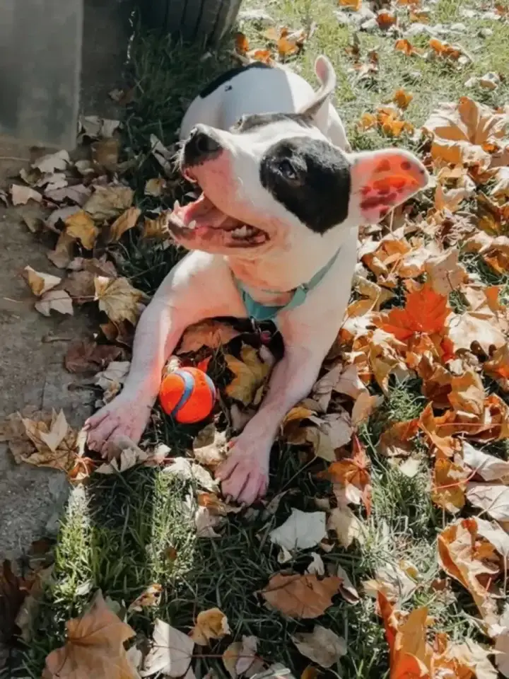 Shaking Shelter Dog Longs for a Forever Home, Waiting for Someone to Love Her Shaking Shelter Dog Longs for a Forever Home, Waiting for Someone to Love Her