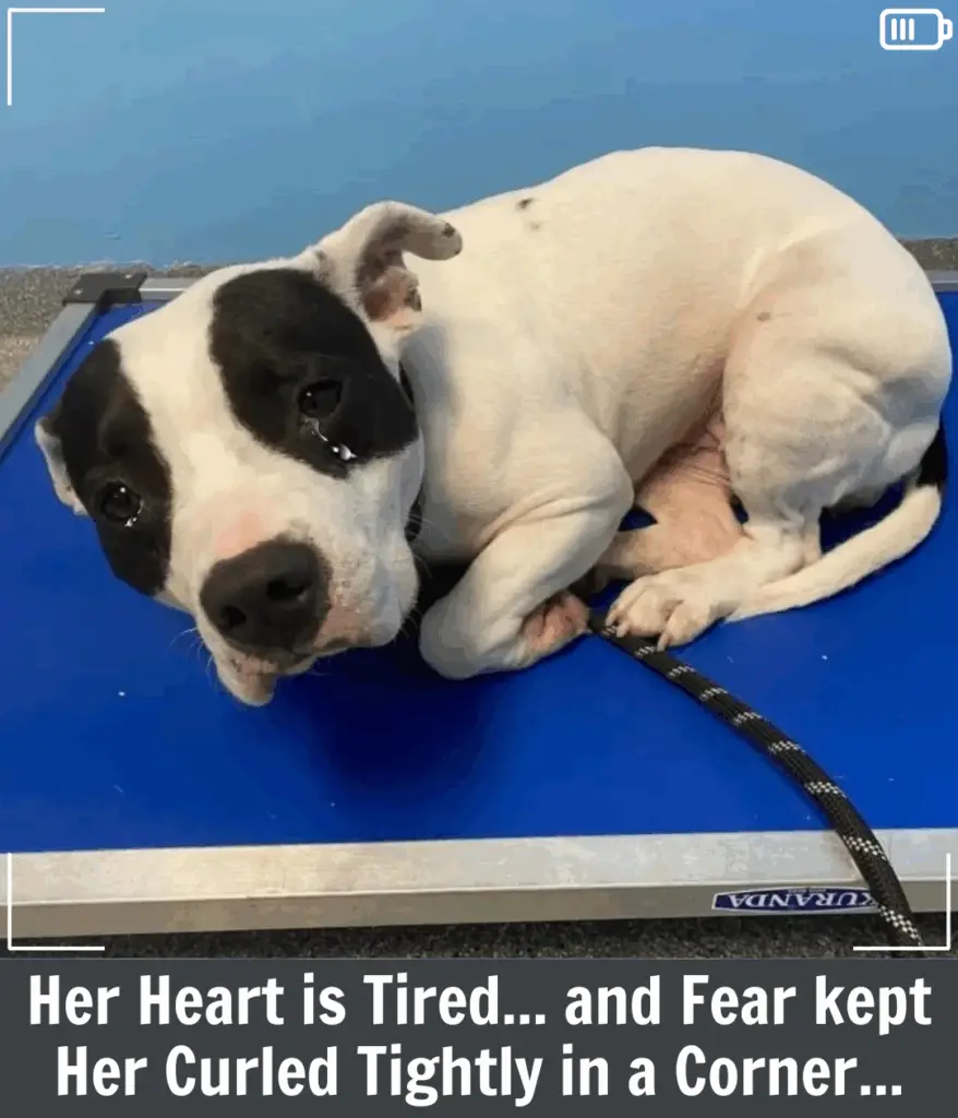 Shaking Shelter Dog Longs for a Forever Home, Waiting for Someone to Love Her Shaking Shelter Dog Longs for a Forever Home, Waiting for Someone to Love Her
