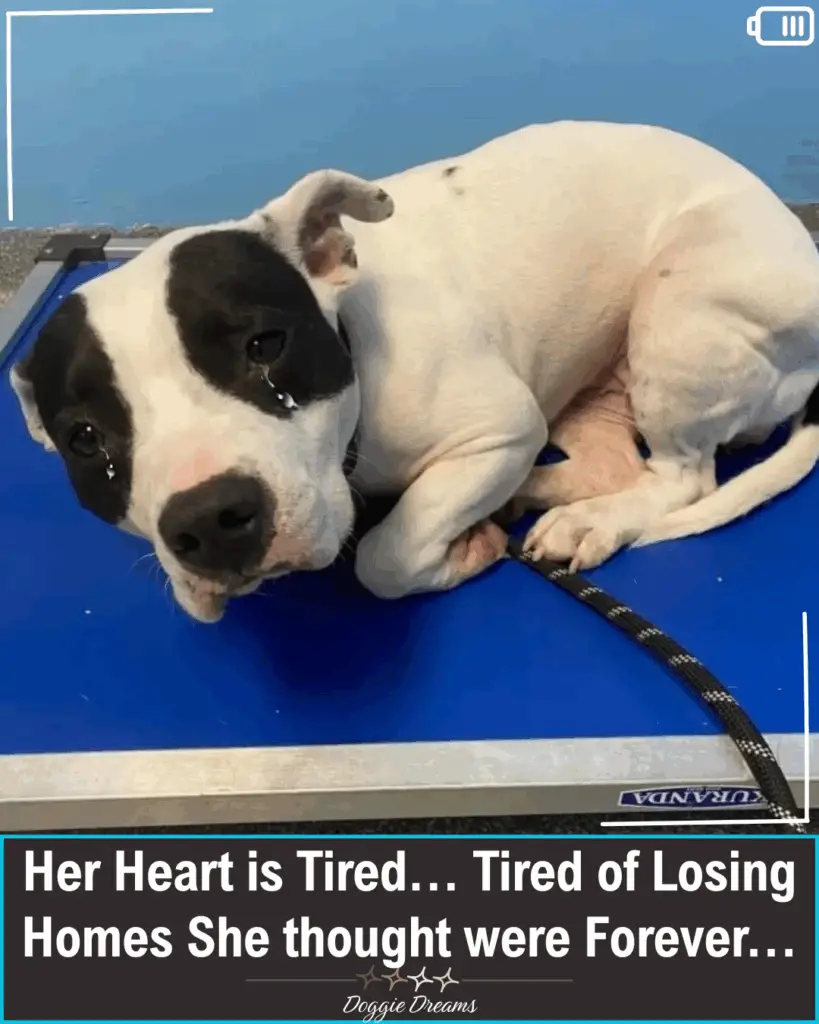 Shaking Shelter Dog Longs for a Forever Home, Waiting for Someone to Love Her Shaking Shelter Dog Longs for a Forever Home, Waiting for Someone to Love Her