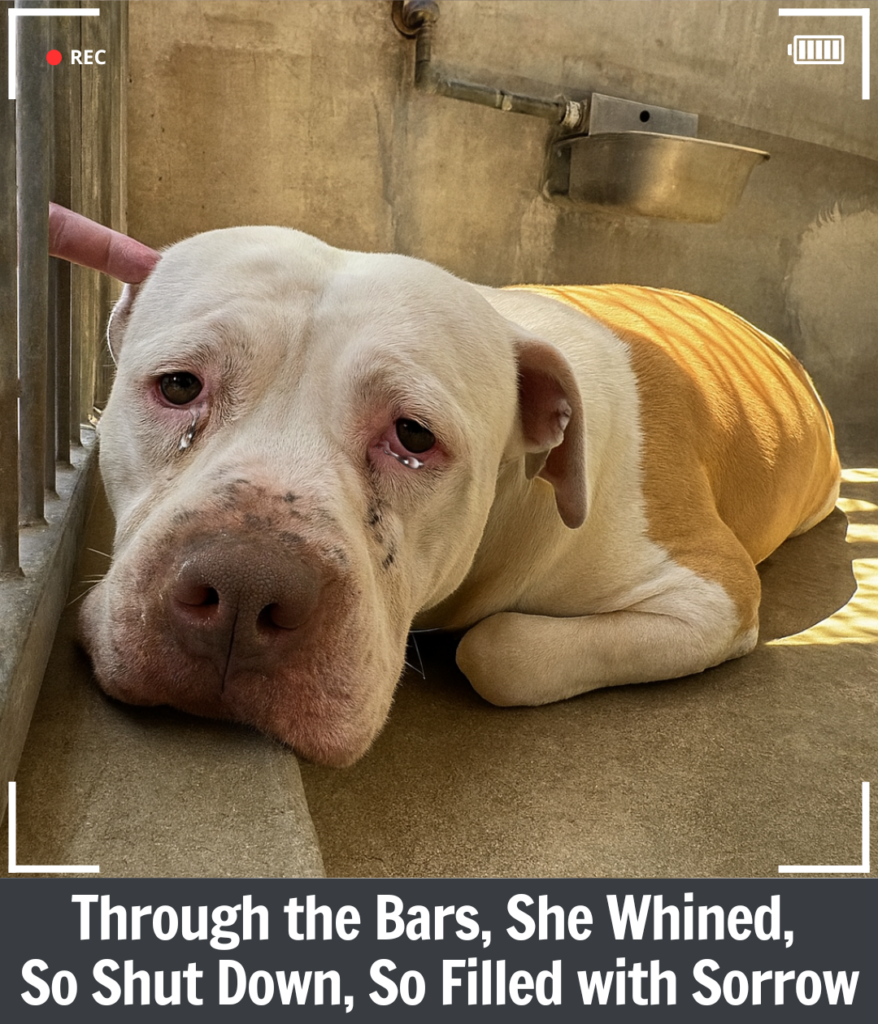 California Rescuer Heartbroken by Shelter Dog’s Cries, Steps In to Save Her