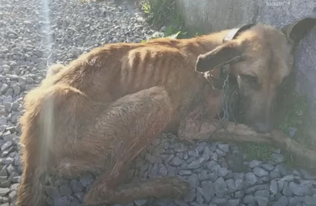 When news reached us about a struggling animal shelter When news reached us about a struggling animal shelter