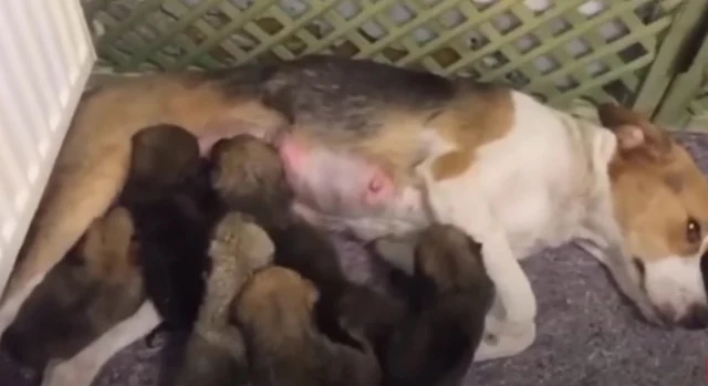 When news reached us about a struggling animal shelter When news reached us about a struggling animal shelter