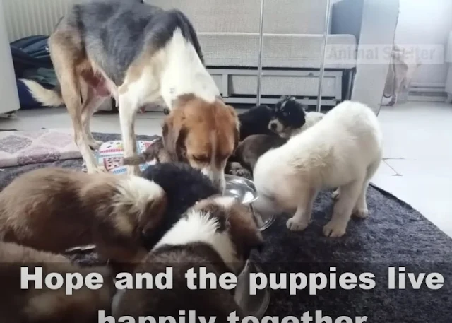 When news reached us about a struggling animal shelter When news reached us about a struggling animal shelter
