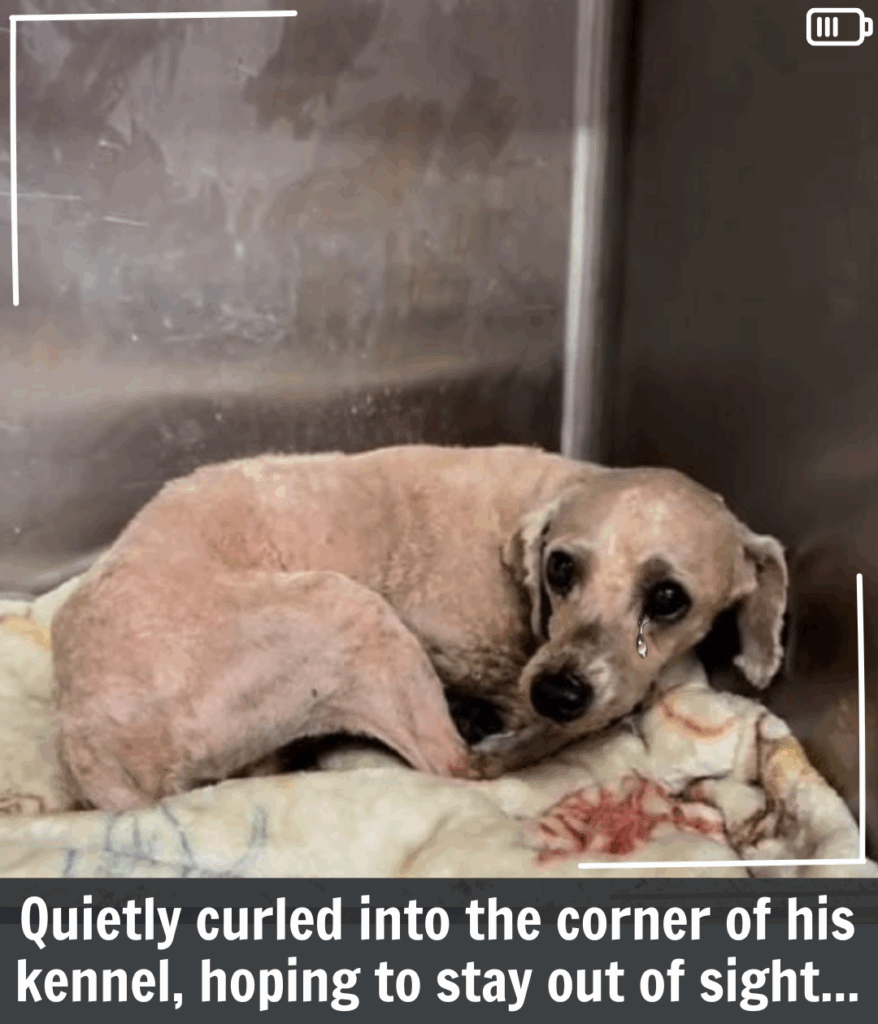Anxious Pup Gandalf: A Story of Fear, Healing, and Hope for a Forever Home Anxious Pup Gandalf: A Story of Fear, Healing, and Hope for a Forever Home