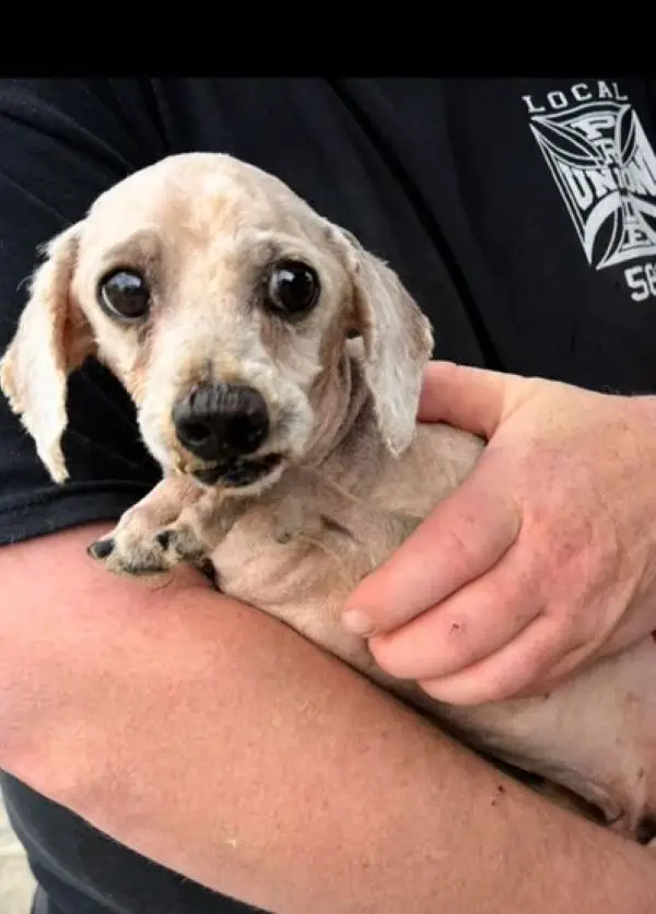 Anxious Pup Gandalf: A Story of Fear, Healing, and Hope for a Forever Home Anxious Pup Gandalf: A Story of Fear, Healing, and Hope for a Forever Home