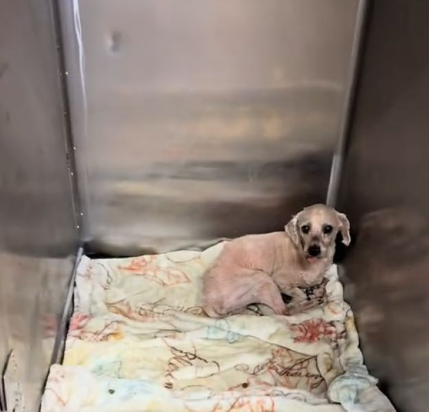 Anxious Pup Gandalf: A Story of Fear, Healing, and Hope for a Forever Home Anxious Pup Gandalf: A Story of Fear, Healing, and Hope for a Forever Home
