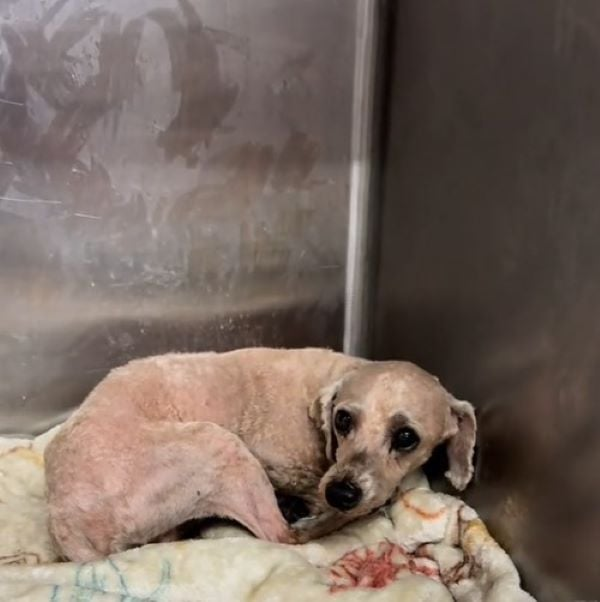 Anxious Pup Gandalf: A Story of Fear, Healing, and Hope for a Forever Home Anxious Pup Gandalf: A Story of Fear, Healing, and Hope for a Forever Home