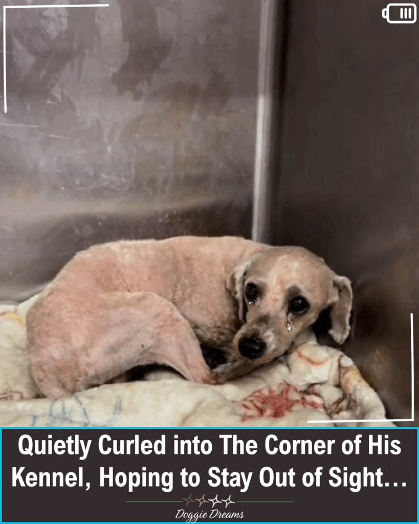 Anxious Pup Gandalf: A Story of Fear, Healing, and Hope for a Forever Home Anxious Pup Gandalf: A Story of Fear, Healing, and Hope for a Forever Home