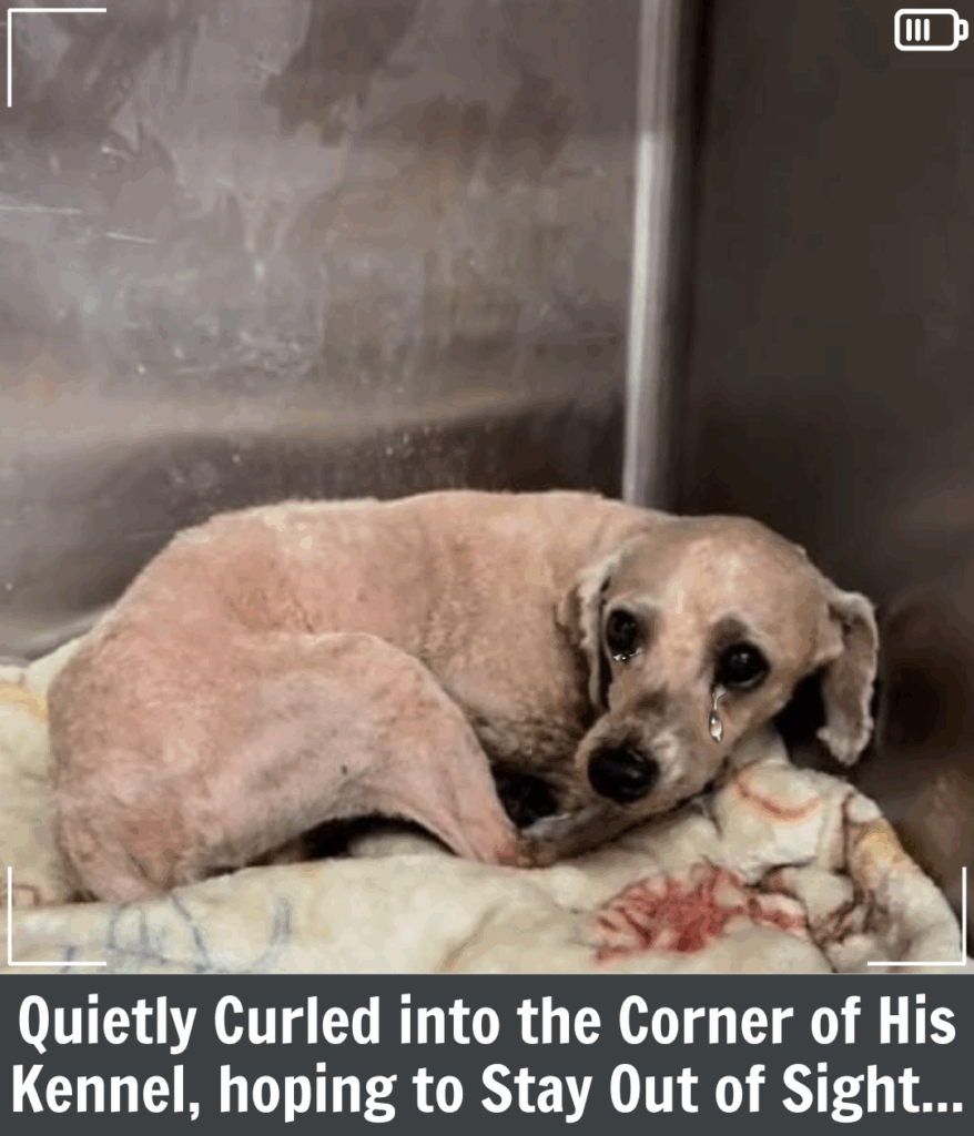 Anxious Pup Gandalf: A Story of Fear, Healing, and Hope for a Forever Home Anxious Pup Gandalf: A Story of Fear, Healing, and Hope for a Forever Home