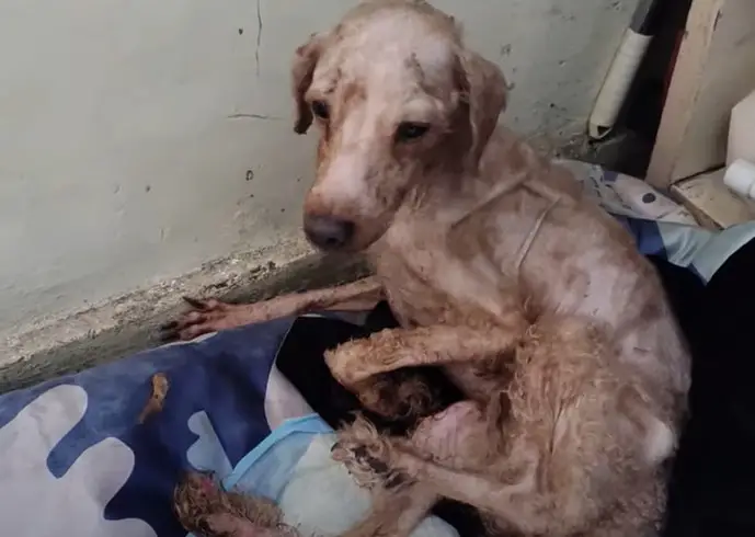 Abandoned for Two Years, Loyal Dog Waited Alone in Empty House