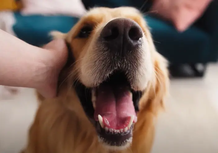 Abandoned for Two Years, Loyal Dog Waited Alone in Empty House