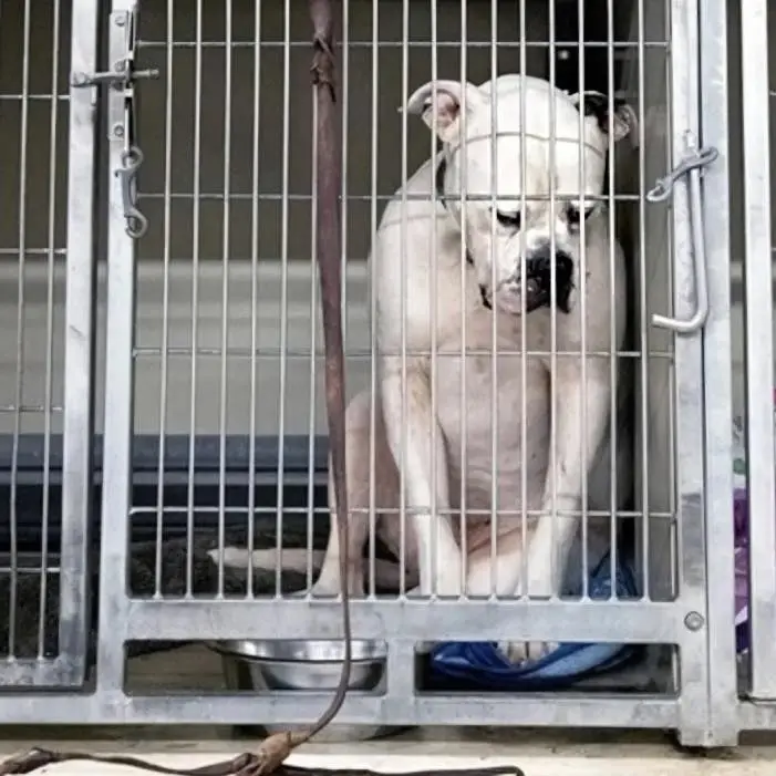 Heartbroken Dog Abandoned by His Family Finally Finds Hope Again Heartbroken Dog Abandoned by His Family Finally Finds Hope Again
