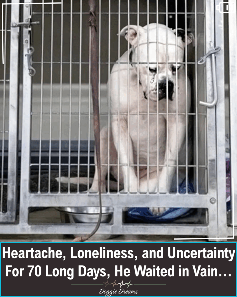 Heartbroken Dog Abandoned by His Family Finally Finds Hope Again Heartbroken Dog Abandoned by His Family Finally Finds Hope Again