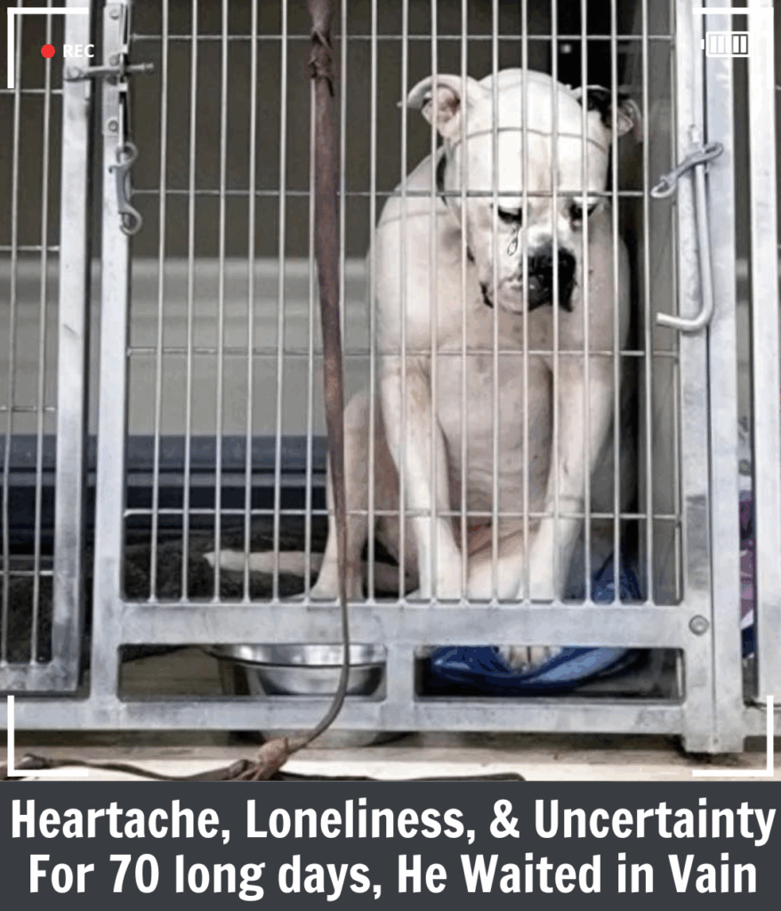 Heartbroken Dog Abandoned by His Family Finally Finds Hope Again Heartbroken Dog Abandoned by His Family Finally Finds Hope Again