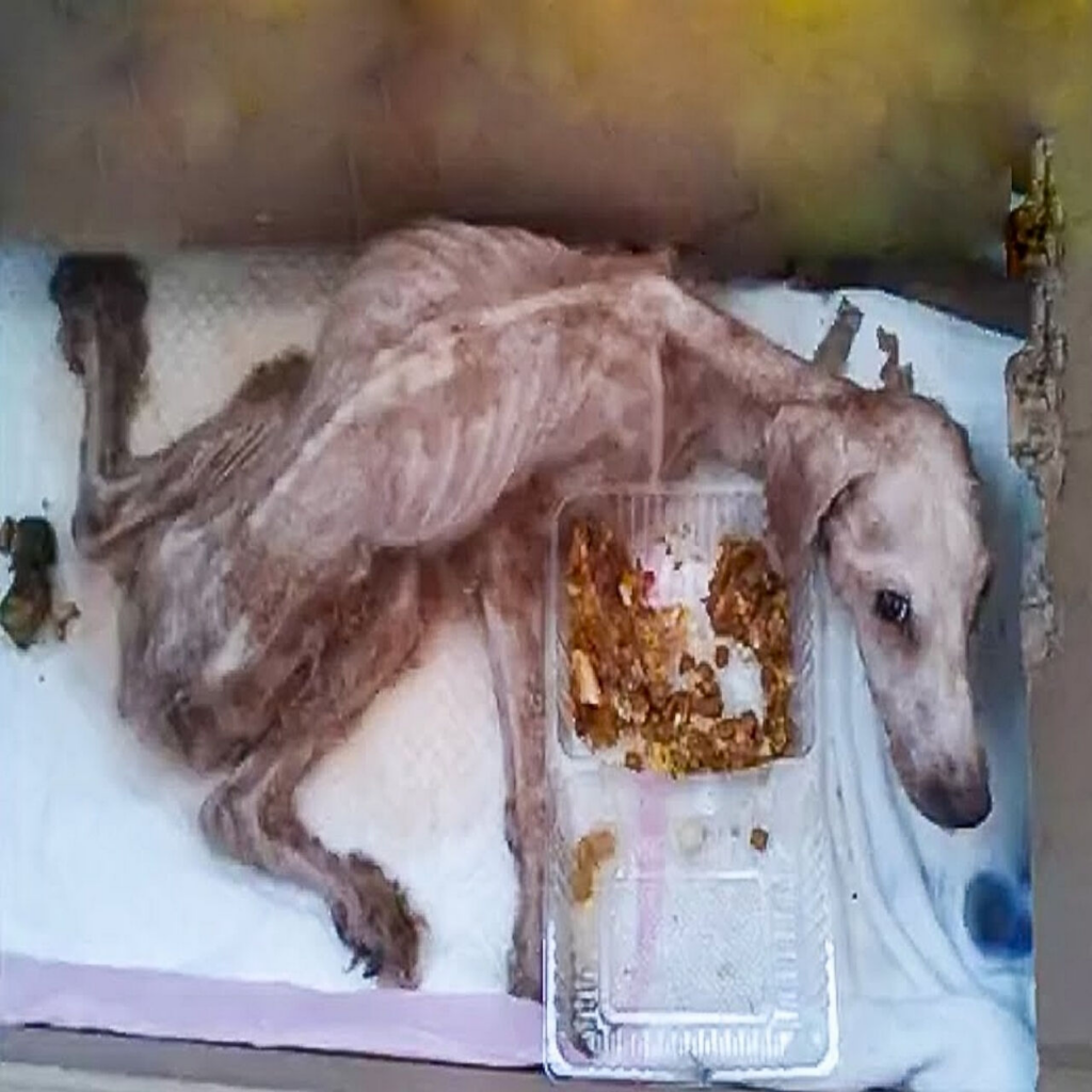 Abandoned for Two Years, Loyal Dog Waited Alone in Empty House