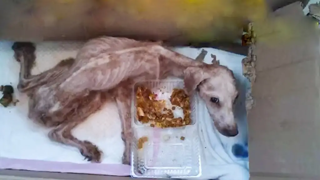 Abandoned for Two Years, Loyal Dog Waited Alone in Empty House